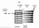 Fig. 01 - Laser etched scintillation detector blocks with internally created reflectors