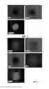 Fig. 05 - Superconducting Fiber and Efficient Cryogenic Cooling