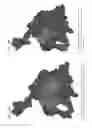 Fig. 14 - Chemical Modulators of Pro-Apoptotic BAX and BCL-2 Polypeptides