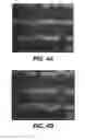 Fig. 12 - Automated detection and repositioning of micro-objects in microfluidic devices