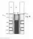 Fig. 21 - Contact for vertical memory with dopant diffusion stopper and associated fabrication method