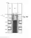 Fig. 23 - Contact for vertical memory with dopant diffusion stopper and associated fabrication method