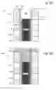 Fig. 26 - Contact for vertical memory with dopant diffusion stopper and associated fabrication method