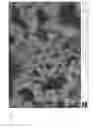 Fig. 16 - METHODS OF FABRICATING SILICON NANOWIRES AND DEVICES CONTAINING SILICON NANOWIRES
