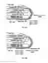 Fig. 25 - Flexible display device having support layer with rounded edge