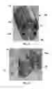 Fig. 11 - HOUSING FOR ELECTRICAL APPLIANCES