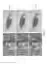 Fig. 27 - Imaging apparatus and imaging method