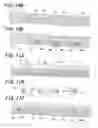 Fig. 11 - Device and method for panoramic image processing