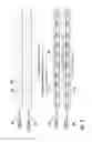 Fig. 09 - Method and apparatus for simultaneously receiving on two carriers and performing discontinuous transmission and reception in dual cell high speed downlink packet access