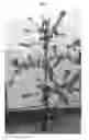 Fig. 06 - Apple tree named 'KIZURI'
