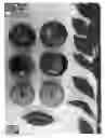 Fig. 01 - Interspecific tree named 'Plumred XI'