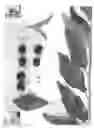Fig. 02 - Cherry tree named 'GLENHEART'