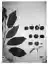 Fig. 01 - Cherry tree named 'GLENCREST'
