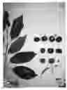Fig. 02 - Cherry tree named 'GLENCREST'