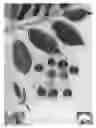 Fig. 02 - Cherry Tree Named 'Arvin Bruce'
