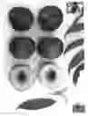 Fig. 01 - Nectarine tree named ‘Pearlicious X’