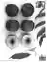 Fig. 02 - Nectarine tree named ‘Pearlicious X’