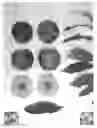 Fig. 01 - Nectarine tree named ‘Kay Diamond VIII’