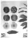 Fig. 02 - Nectarine tree named ‘Kay Diamond VIII’