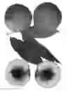 Fig. 01 - Peach tree named ‘Snow Sprite’