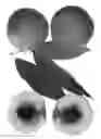 Fig. 02 - Peach tree named ‘Snow Sprite’