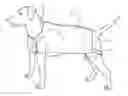 Fig. 01 - Animal Coat