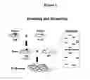 Fig. 03 - GENETICALLY MODIFIED RAT MODELS FOR DRUG METABOLISM
