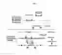 Fig. 02 - GENETICALLY MODIFIED RAT MODELS FOR PHARMACOKINETICS