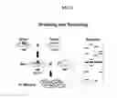 Fig. 03 - GENETICALLY MODIFIED RAT MODELS FOR PHARMACOKINETICS