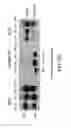 Fig. 24 - Platelet additive solution having a β-galactosidase inhibitor