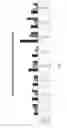 Fig. 05 - COMPOSTION AND METHOD FOR THE CONTROL OF PHYTO-PARASITIC NEMATODES