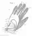Fig. 02 - Glove for conforming to hands of various sizes