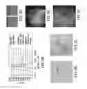 Fig. 04 - Apparatus for the non-invasive measurement of tissue function and metabolism by determination of steady-state fluorescence anisotropy
