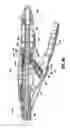 Fig. 77 - Surgical stapling device for performing circular anastomoses