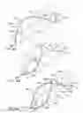 Fig. 05 - ENHANCED FLUOROGENIC ENDOLUMINAL FILTER STRUCTURE