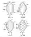 Fig. 26 - ENHANCED FLUOROGENIC ENDOLUMINAL FILTER STRUCTURE