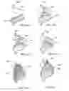 Fig. 82 - ENHANCED FLUOROGENIC ENDOLUMINAL FILTER STRUCTURE