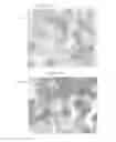 Fig. 08 - Solid Forms for Tissue Repair