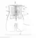 Fig. 01 - UNDERWEAR FOR CHIROPRACTIC