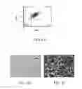 Fig. 08 - NANOROD MATERIALS AND METHODS OF MAKING AND USING SAME