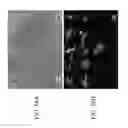 Fig. 16 - NANOROD MATERIALS AND METHODS OF MAKING AND USING SAME