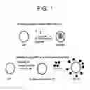 Fig. 02 - Yeast cell wall particles for receptor-targeted nanoparticle delivery
