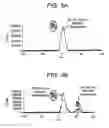 Fig. 04 - Yeast cell wall particles for receptor-targeted nanoparticle delivery
