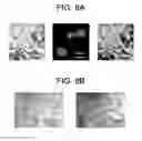 Fig. 09 - Yeast cell wall particles for receptor-targeted nanoparticle delivery