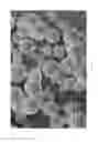 Fig. 05 - Oxidized cellulose microspheres