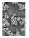 Fig. 06 - Oxidized cellulose microspheres