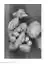 Fig. 07 - Oxidized cellulose microspheres
