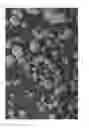 Fig. 08 - Oxidized cellulose microspheres