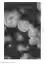 Fig. 09 - Oxidized cellulose microspheres