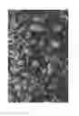 Fig. 11 - Oxidized cellulose microspheres